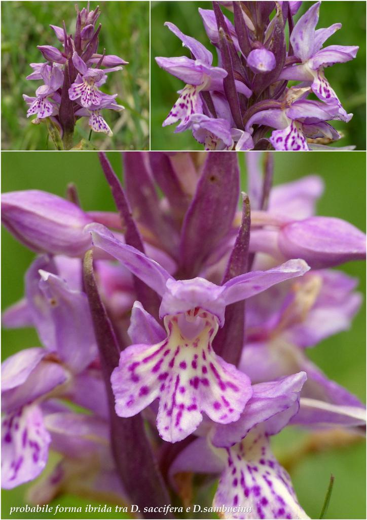 Monti della Laga, N.widderi, P.albida var. tricuspis e altre orchidee 27 giugno 2015